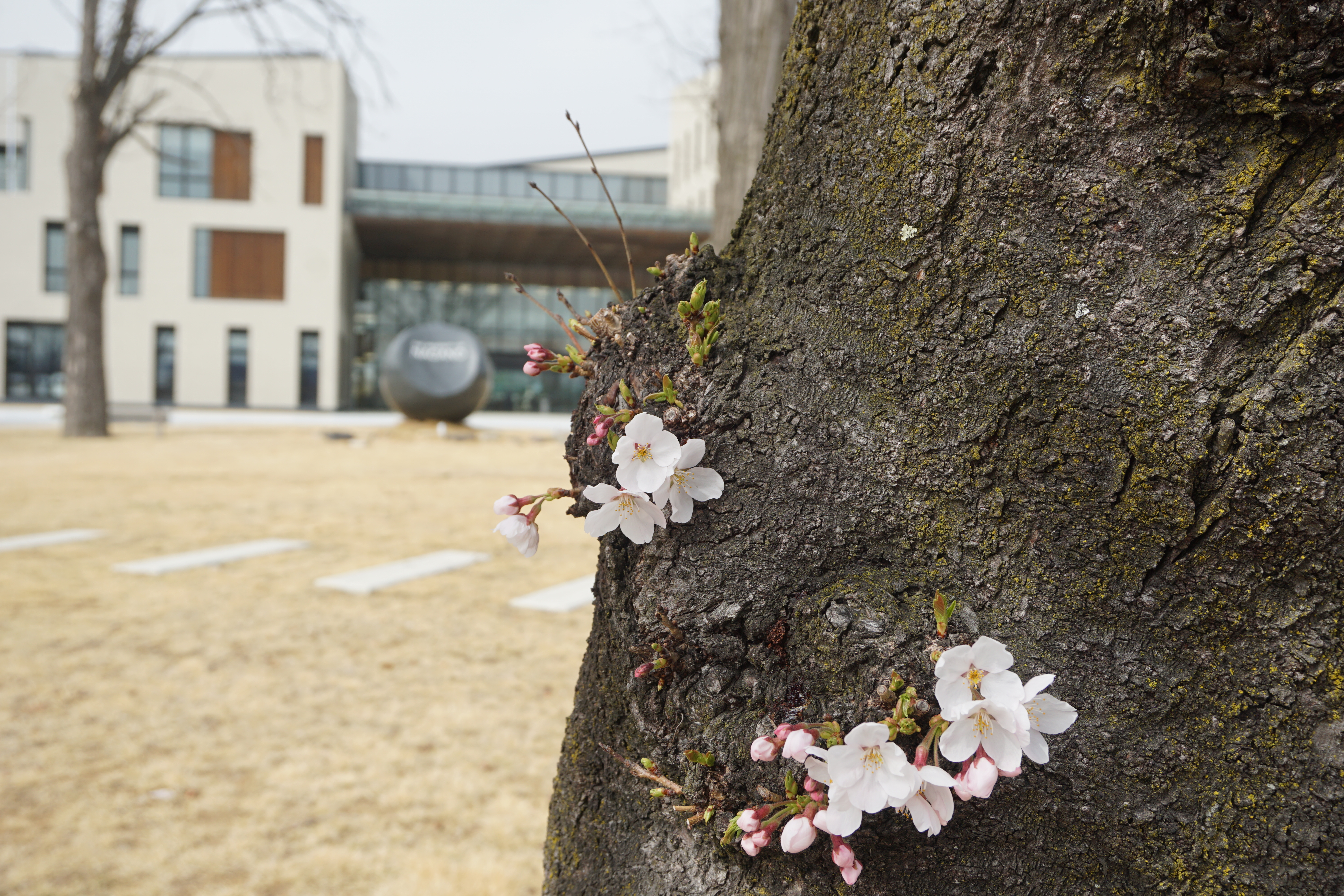 3月30日撮影した桜