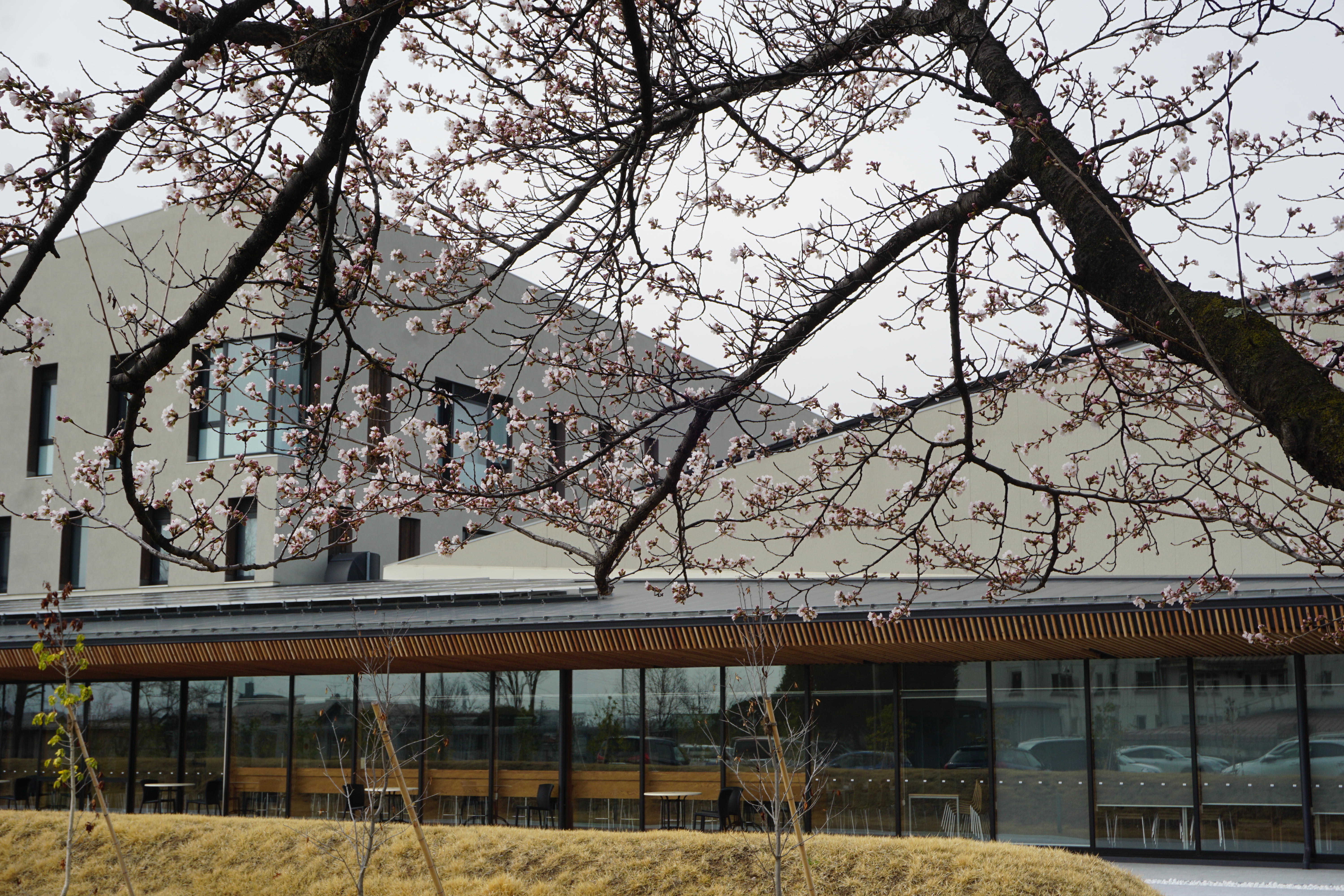 大学食堂前の桜