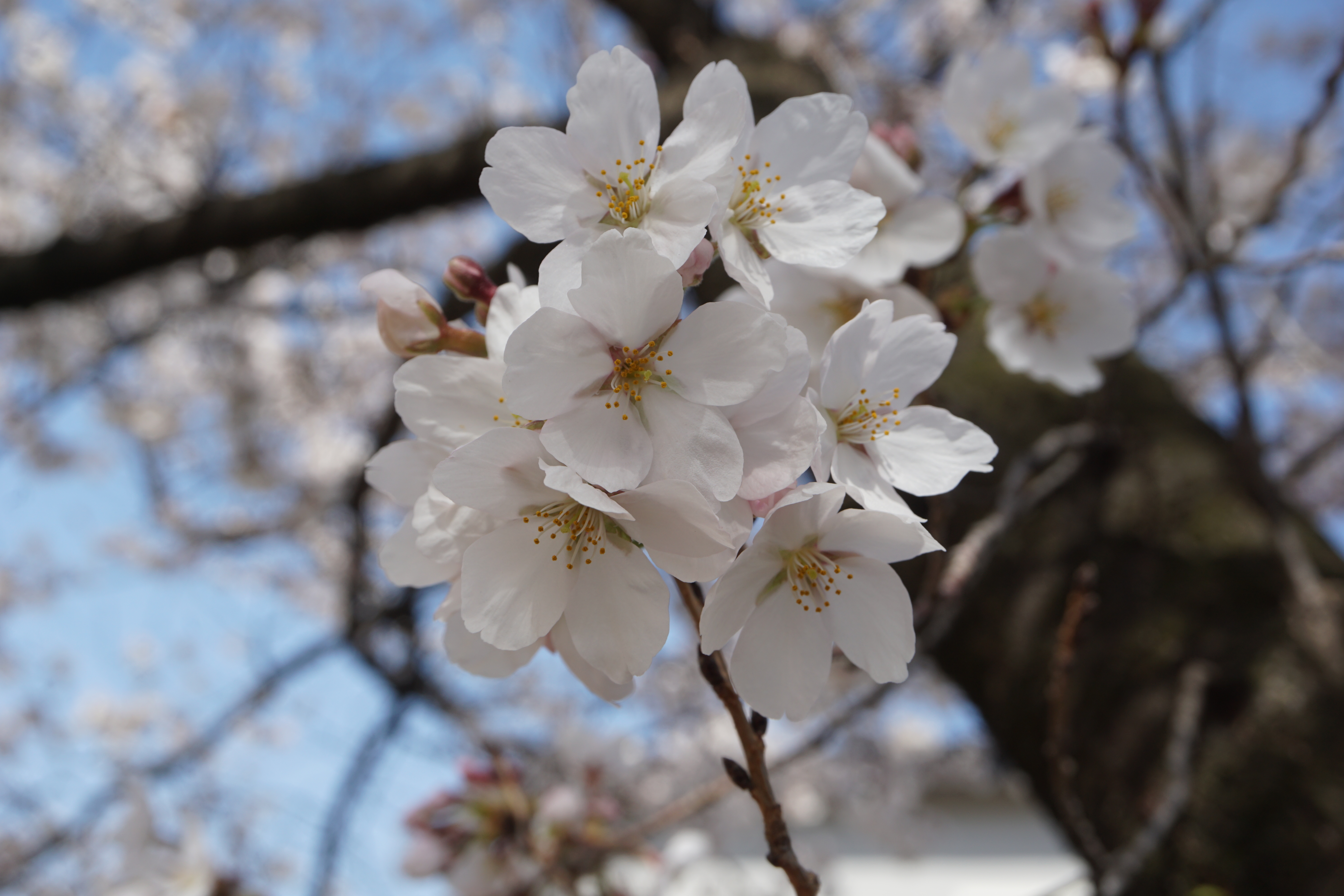 4月1日撮影した桜