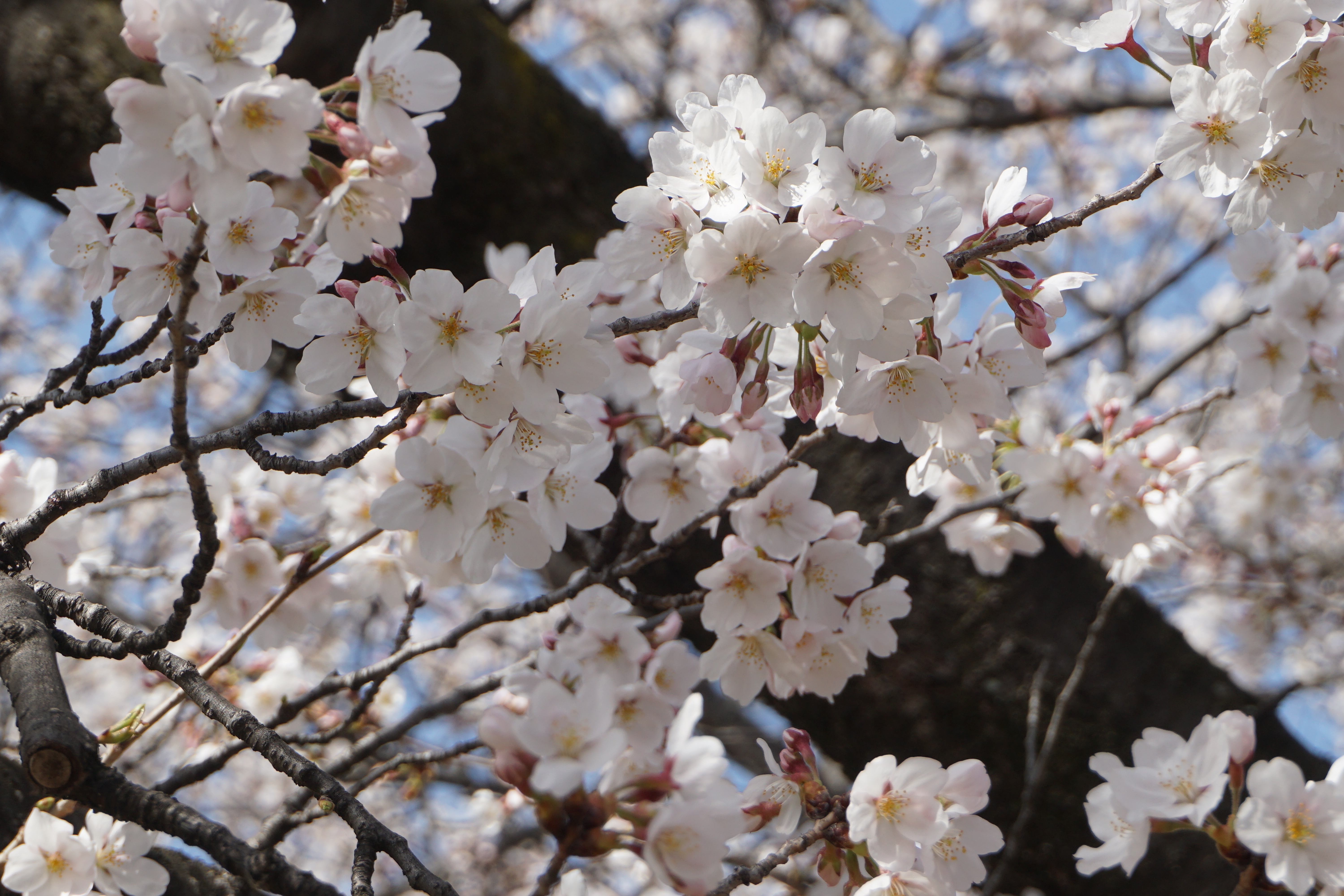 4月1日撮影した桜