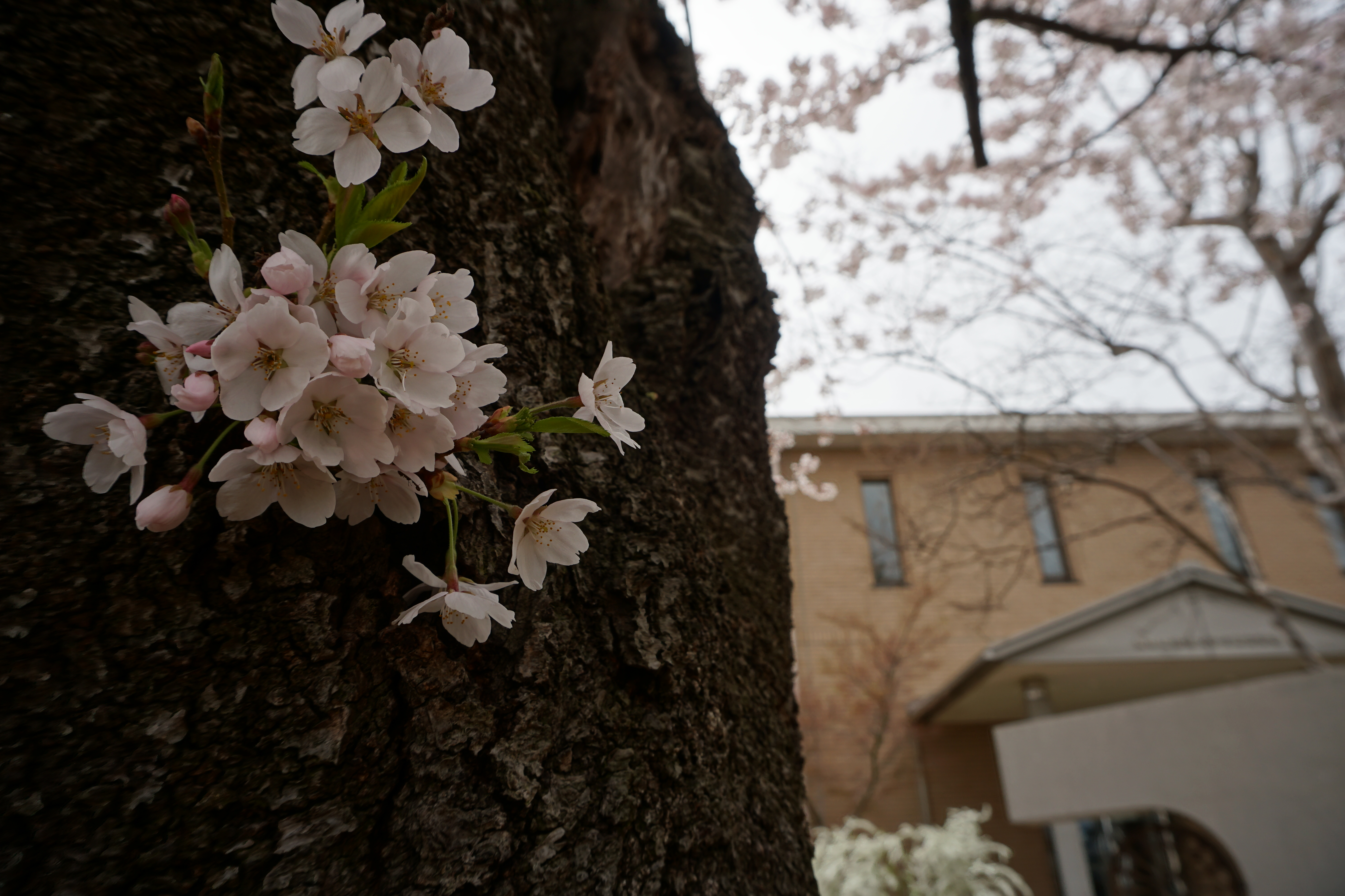 4月5日撮影した桜