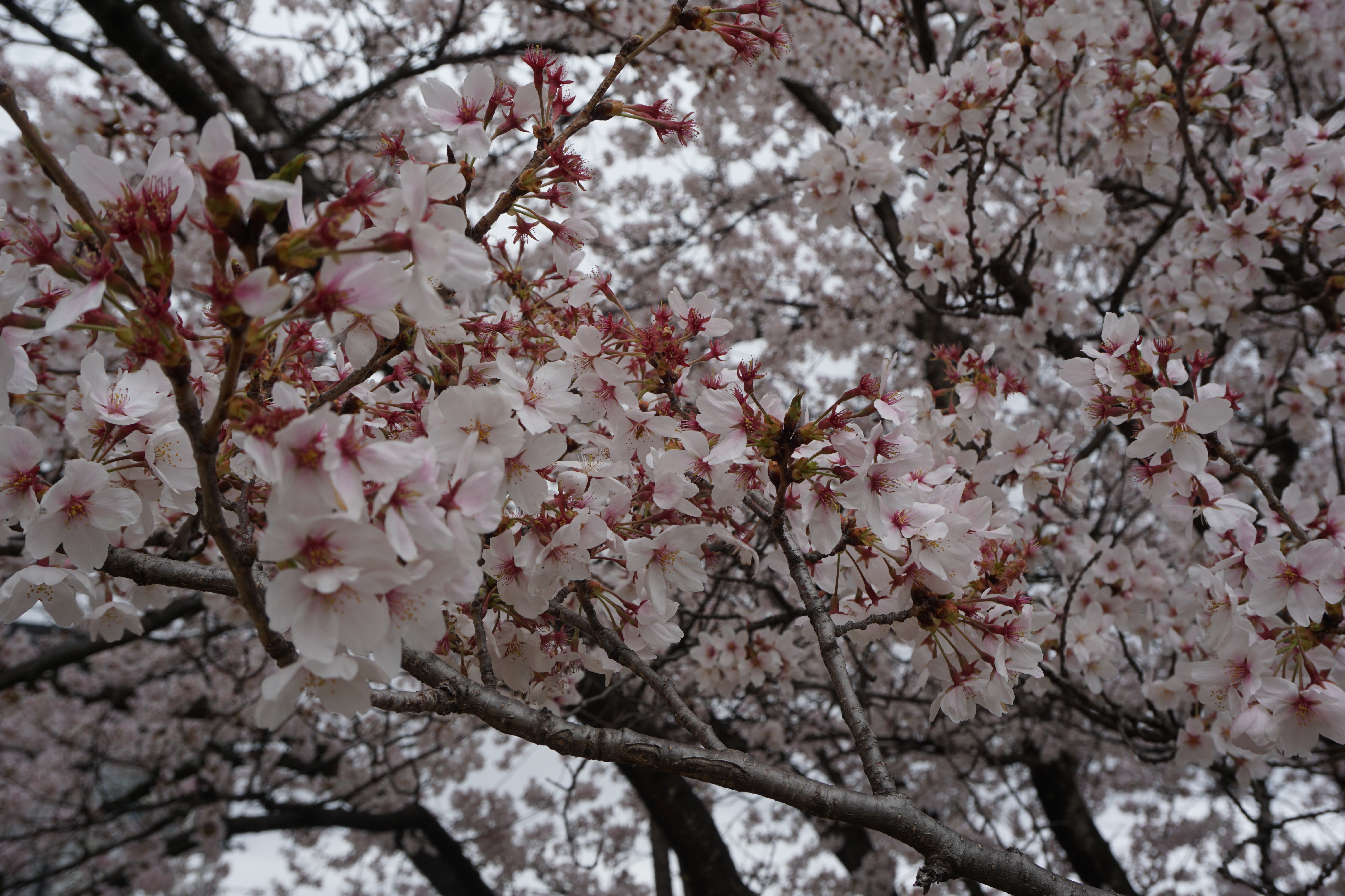 満開過ぎの桜