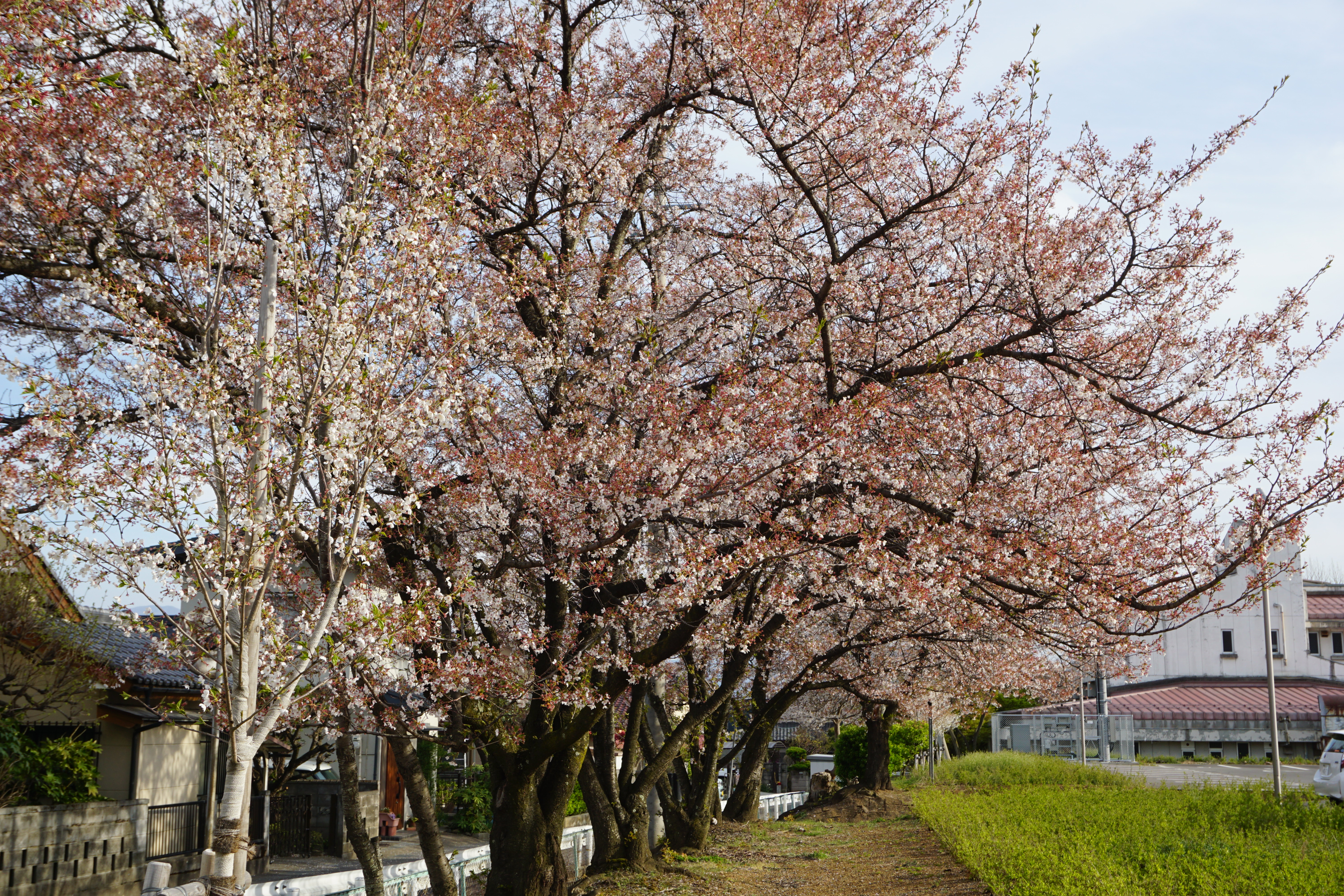 4月12日撮影した桜
