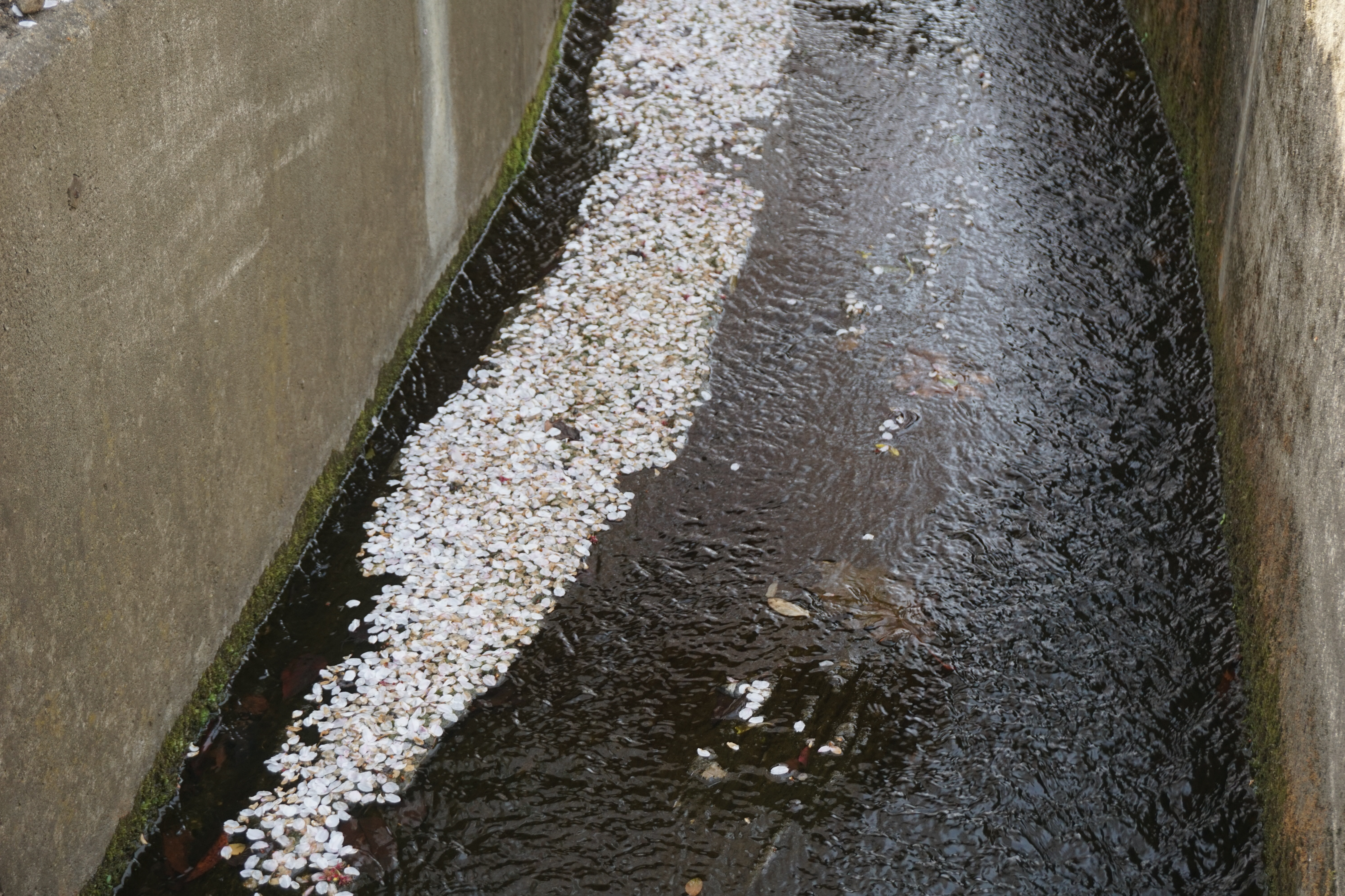 散った桜が水路に