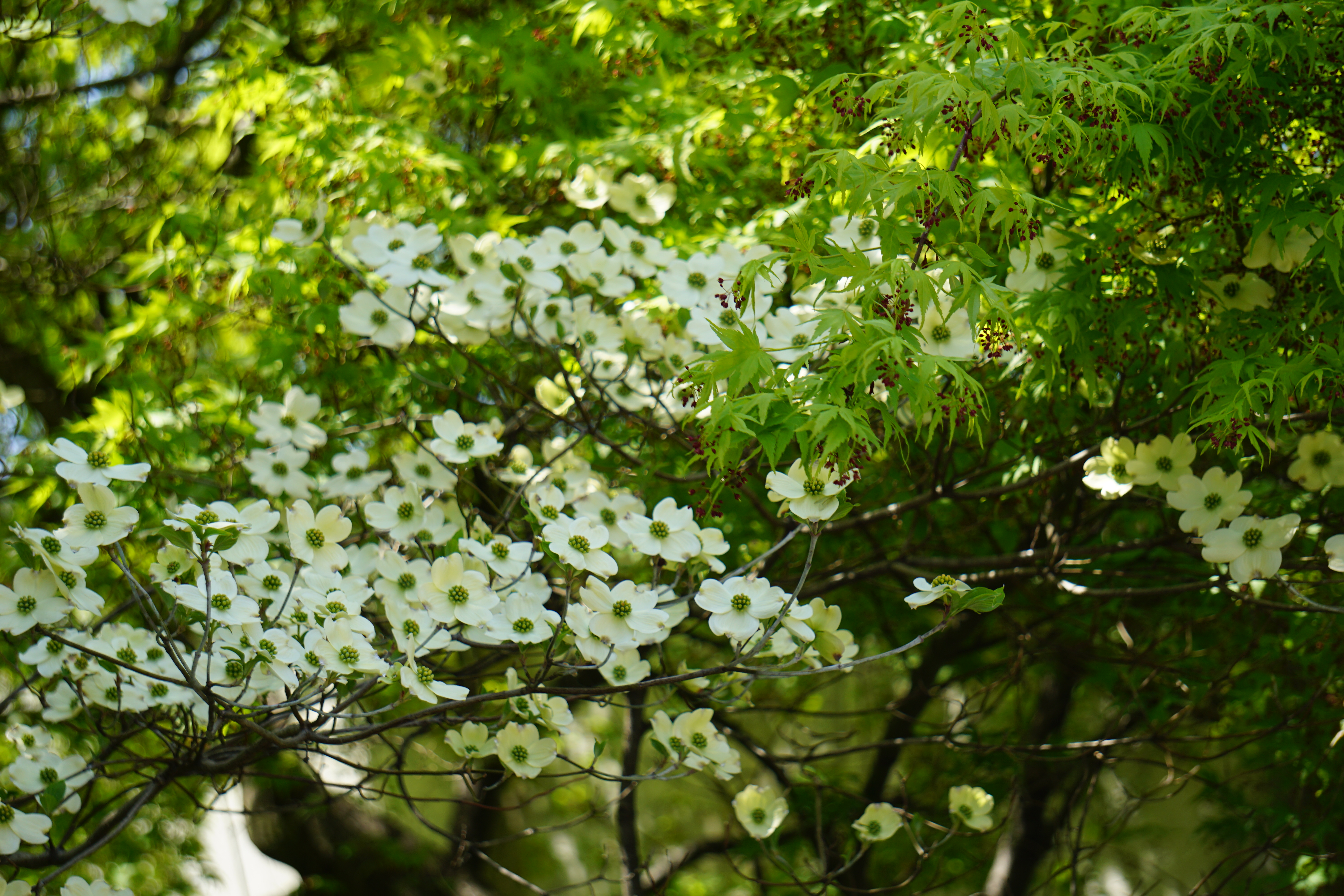 白いハナミズキも咲いています